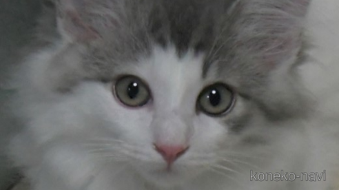 成約済の茨城県のノルウェージャンフォレストキャット-88199の1枚目