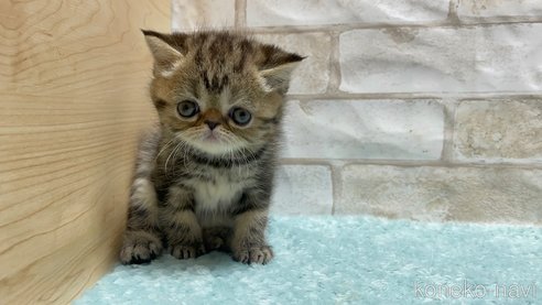 成約済の愛知県のエキゾチックショートヘア-94694の3枚目