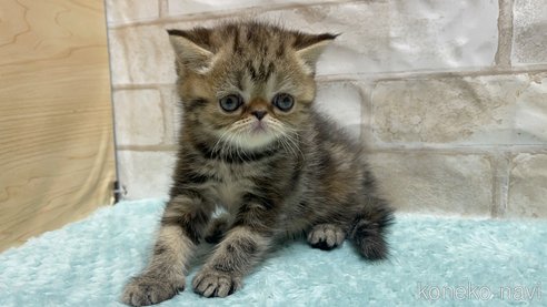 成約済の愛知県のエキゾチックショートヘア-94694の5枚目