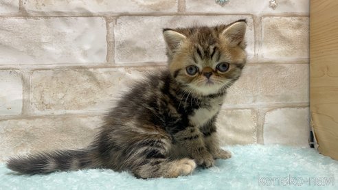 成約済の愛知県のエキゾチックショートヘア-94693の3枚目
