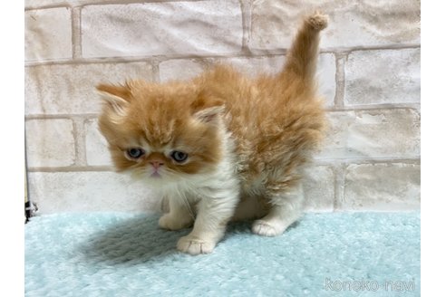 成約済の愛知県のエキゾチックショートヘア-94692の2枚目