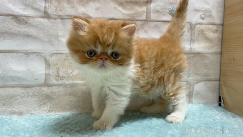成約済の愛知県のエキゾチックショートヘア-94692の4枚目
