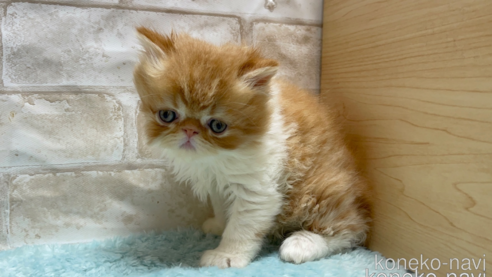 成約済の愛知県のエキゾチックショートヘア-94692