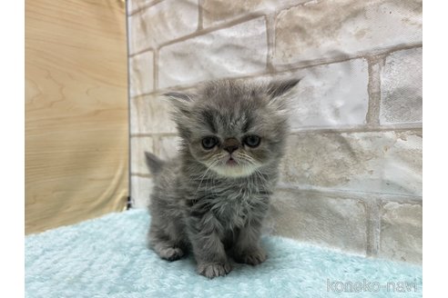 成約済の愛知県のエキゾチックショートヘア-94691の5枚目
