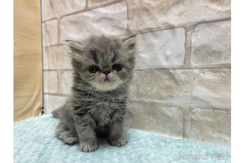 成約済の愛知県のエキゾチックショートヘア-94691の2枚目
