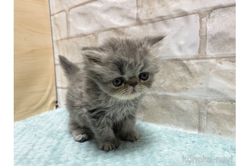 成約済の愛知県のエキゾチックショートヘア-94691の3枚目