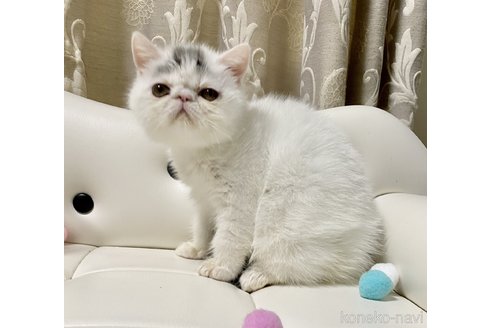 成約済の愛知県のエキゾチックショートヘア-90121の4枚目