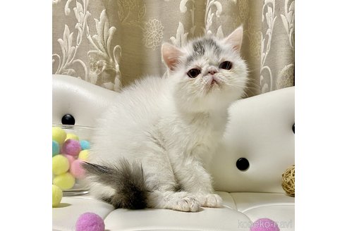 成約済の愛知県のエキゾチックショートヘア-90121の2枚目