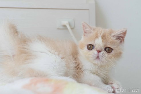 成約済の東京都のエキゾチックショートヘア-90837の28枚目