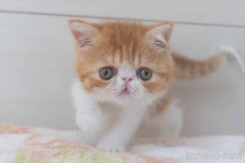成約済の東京都のエキゾチックショートヘア-93084の24枚目