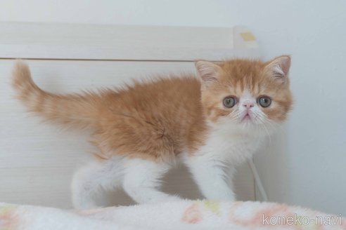 成約済の東京都のエキゾチックショートヘア-93084の21枚目