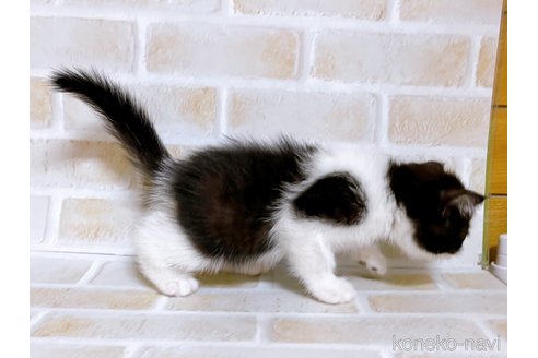 成約済の東京都のエキゾチックショートヘア-94741の2枚目