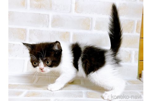 成約済の東京都のエキゾチックショートヘア-94741の3枚目