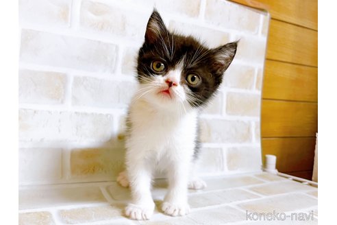 成約済の東京都のエキゾチックショートヘア-94741の4枚目