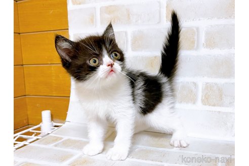 成約済の東京都のエキゾチックショートヘア-94741の5枚目