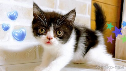 成約済の東京都のエキゾチックショートヘア-94741の1枚目