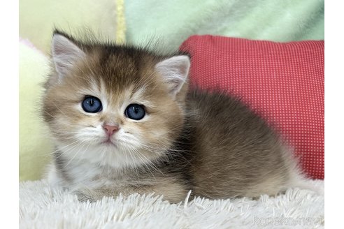 成約済の大阪府のブリティッシュショートヘア-92991の2枚目