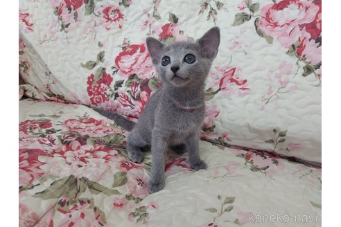 成約済の茨城県のロシアンブルー-94754の3枚目