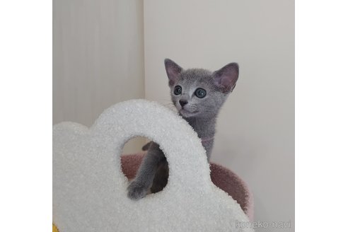 成約済の茨城県のロシアンブルー-94754の2枚目