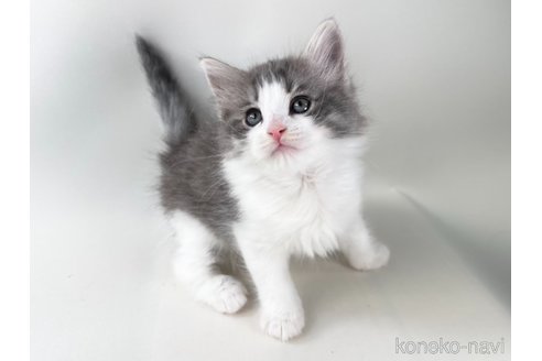 成約済の福岡県のノルウェージャンフォレストキャット-94778の3枚目