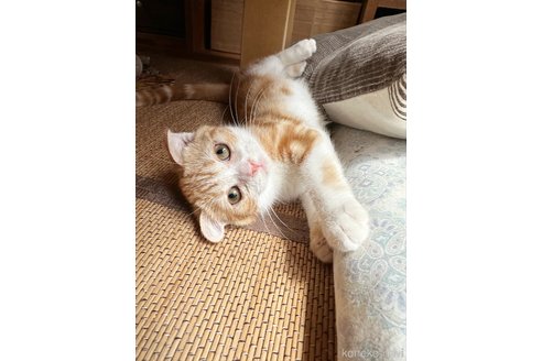 成約済の徳島県のスコティッシュフォールド(折れ耳)-85119の4枚目
