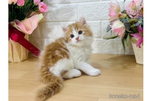 成約済の東京都のラガマフィン-94785の2枚目