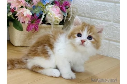 成約済の東京都のラガマフィン-94785の5枚目