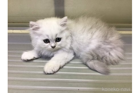 成約済の山形県のペルシャ(チンチラ)-94791の2枚目
