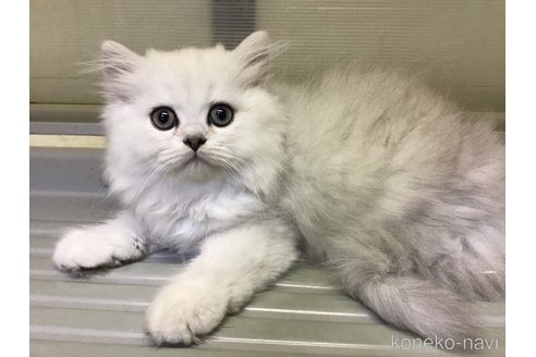 成約済の山形県のペルシャ(チンチラ)-94791の3枚目
