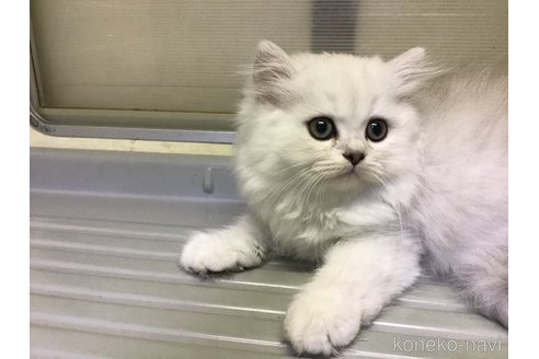 成約済の山形県のペルシャ(チンチラ)-94791の4枚目