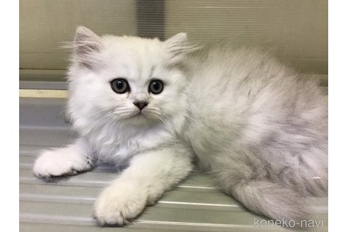 成約済の山形県のペルシャ(チンチラ)-94791の5枚目