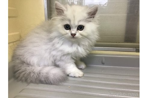 成約済の山形県のペルシャ(チンチラ)-94792の2枚目