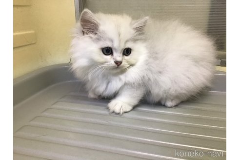 成約済の山形県のペルシャ(チンチラ)-94792の3枚目