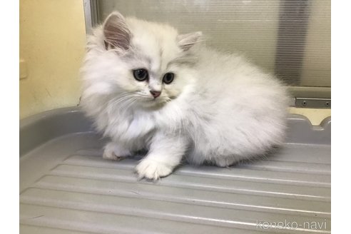 成約済の山形県のペルシャ(チンチラ)-94792の4枚目