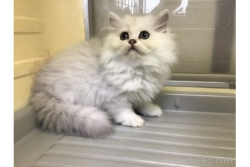成約済の山形県のペルシャ(チンチラ)-94792の5枚目