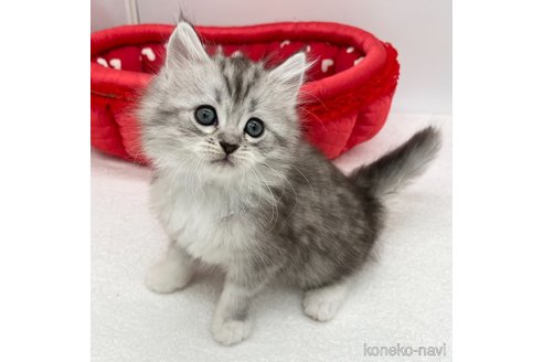 成約済の愛知県のラガマフィン-94793の2枚目