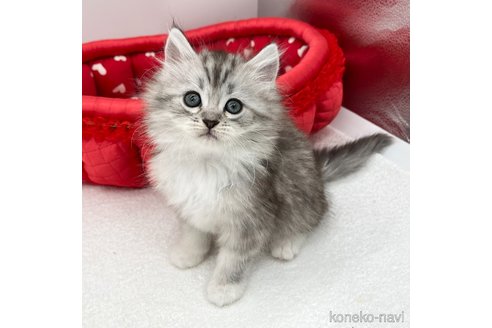 成約済の愛知県のラガマフィン-94793の1枚目