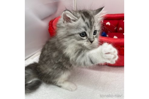 成約済の愛知県のラガマフィン-94793の4枚目