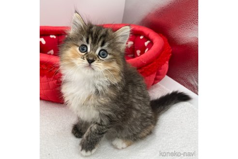 成約済の愛知県のラガマフィン-94794の4枚目