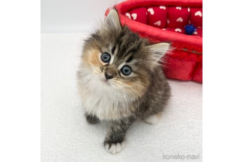 成約済の愛知県のラガマフィン-94794の3枚目