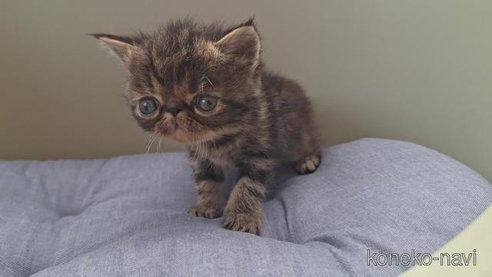 成約済の岐阜県のエキゾチックショートヘア-94799の3枚目