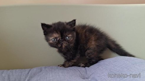 成約済の岐阜県のエキゾチックショートヘア-94800の4枚目