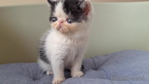 成約済の岐阜県のエキゾチックショートヘア-94801の5枚目