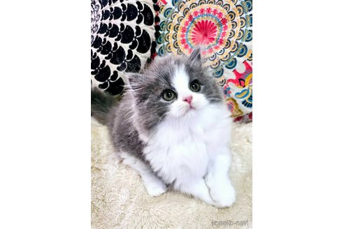 成約済の大阪府のマンチカン(短足)-94802の2枚目