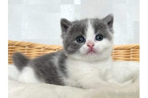 成約済の大阪府のブリティッシュショートヘア-94244の5枚目