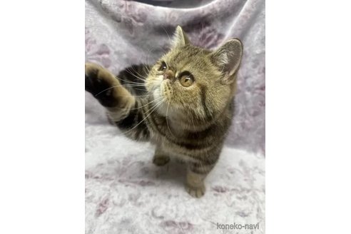 成約済の福島県のエキゾチックショートヘア-94835の3枚目