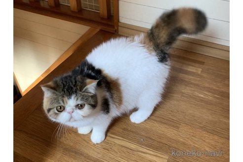 ののエキゾチックショートヘア-