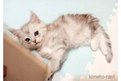 成約済の東京都のその他の猫種-94846の3枚目