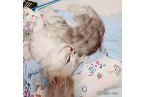 成約済の東京都のその他の猫種-94846の4枚目