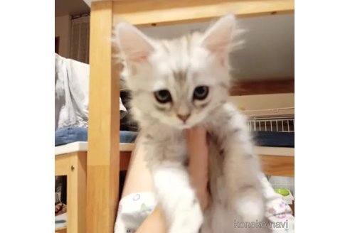 成約済の東京都のその他の猫種-94846の2枚目